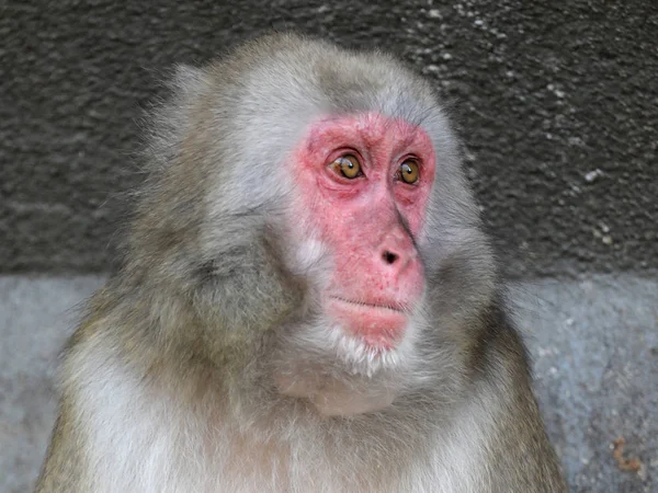 Cute Japanese Macaque Portrait Closeup — Stock Photo, Image