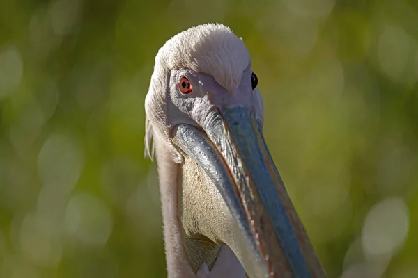 Nahaufnahme Von Niedlichen Pelikan Vogel — Stockfoto