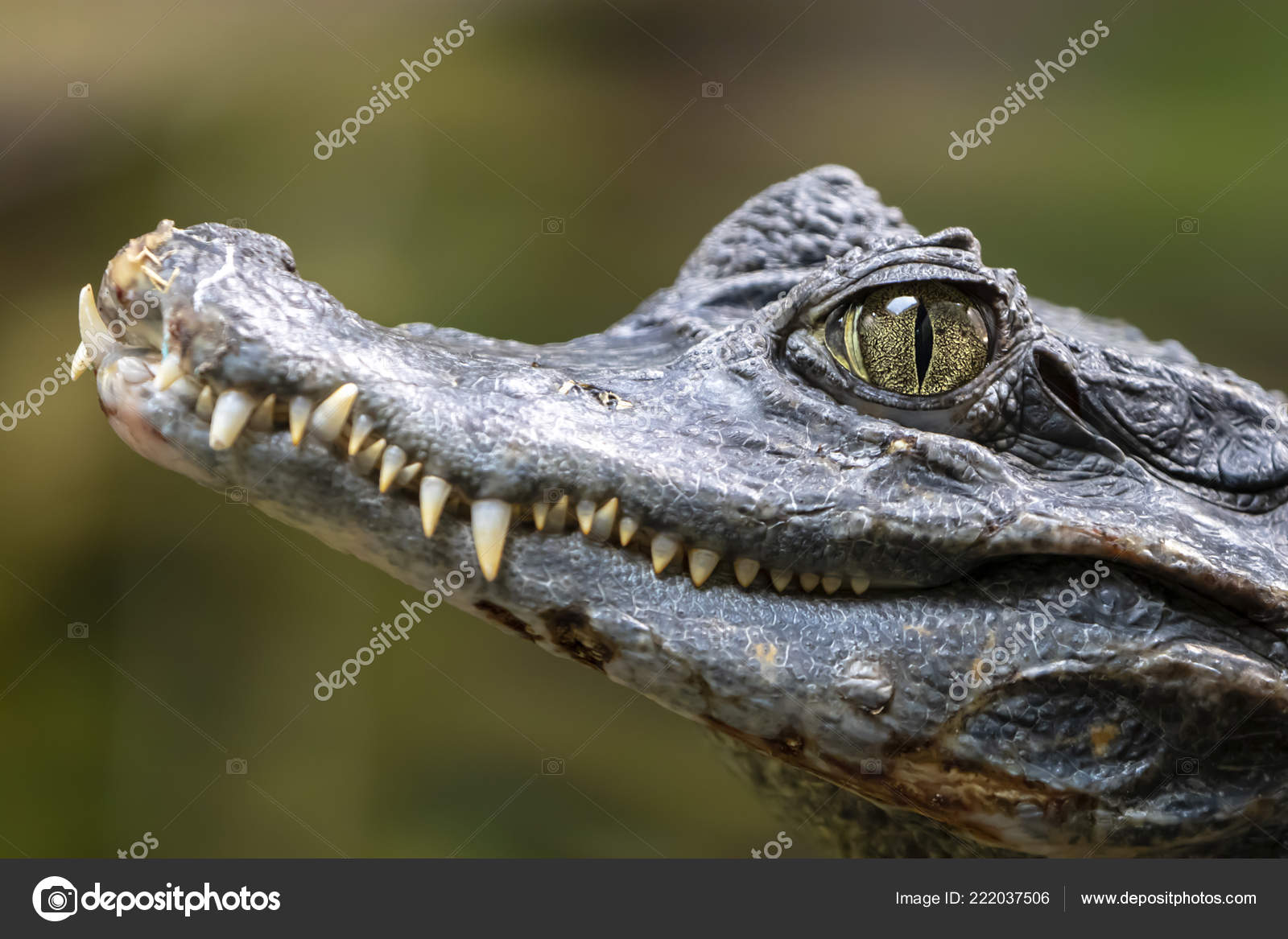 Spectacled Caiman Range