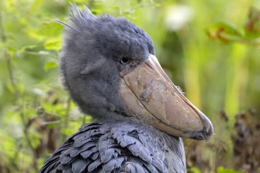 Gri shoebill kuş profil portre açık havada