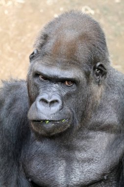 Siyah Afrika goril maymun açık havada portresi