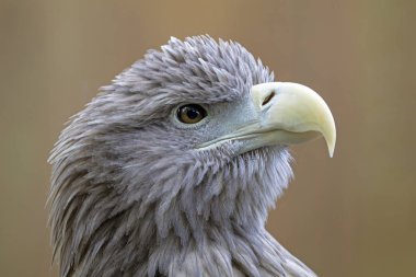 Beyaz kuyruklu kartal uzakta kahverengi zemin üzerinde seyir portre