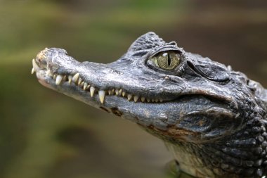 Gözlüklü caiman timsah açık havada, portre