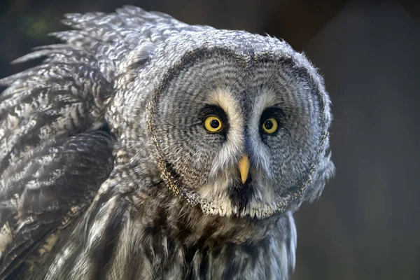 Great Grey Owl Grey Feathers Looking Away Outdoors — Stock Photo, Image