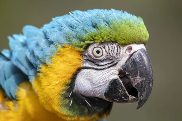 Modré Žluté Papoušek Papoušek Profil Portrét Venku — Stock fotografie