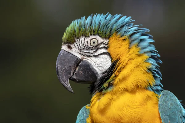 Perfil Papagaio Arara Azul Amarelo Retrato Livre — Fotografia de Stock