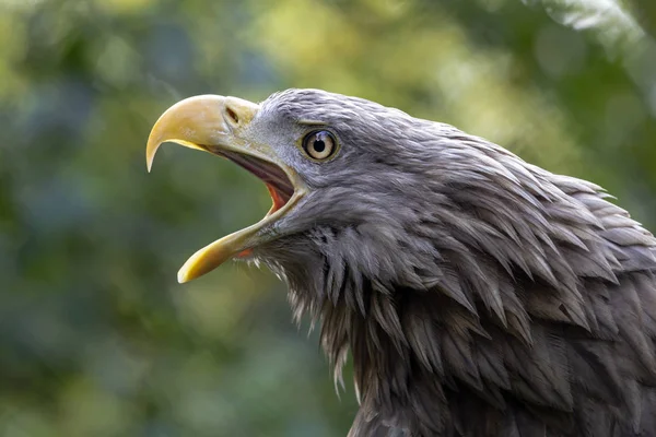 Vit Tailed Eagle Ropade Utomhus Närbild — Stockfoto