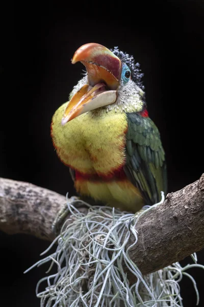 Curl Crête Aracari Oiseau Assis Sur Branche Extérieur — Photo