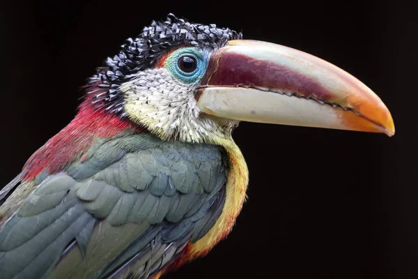 Pájaro Aracari Cresta Rizada Sentado Aire Libre —  Fotos de Stock