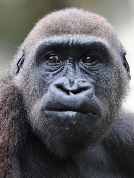 Portrét Černých Afrických Goril Ape Venku — Stock fotografie