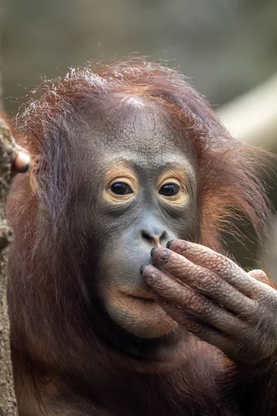 Retrato Mono Orangután Cubriendo Boca Aire Libre — Foto de Stock
