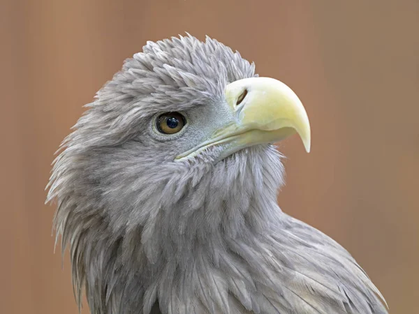 White tailed eagle looking away on brown background, portrait
