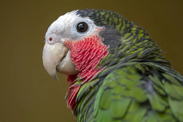 Retrato Pájaro Loro Amazónico Cubano —  Fotos de Stock