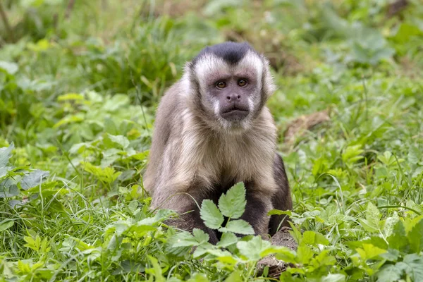 Smyčková Kapucín Opice Tropické Zeleně Venku — Stock fotografie