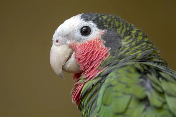 Pappagallo Amazzone Cubano Ritratto Profilo Uccello — Foto Stock