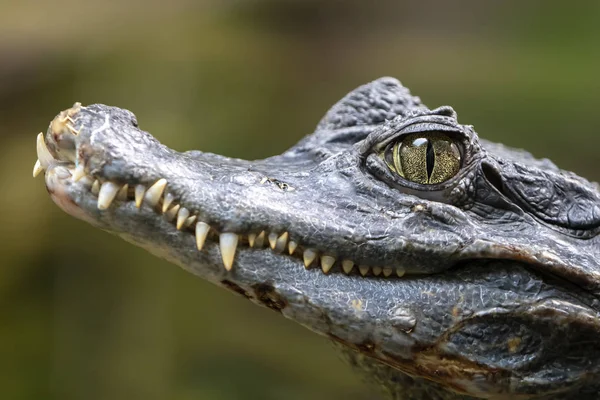 Розкішний Кайман Крокодил Відкритому Повітрі Портрет — стокове фото