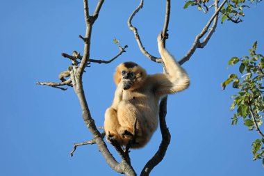 Ağaç dalları mavi gökyüzü karşı oturan Berber maymun