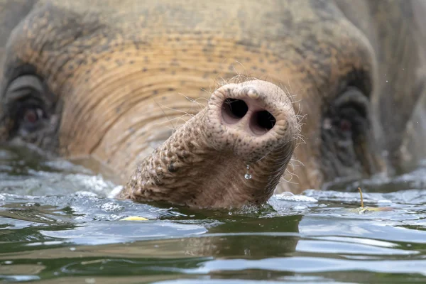 Indischer Elefant Beim Baden Wasser Nahaufnahme — Stockfoto