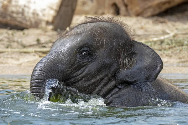 Lindo Joven Elefante Indio Ternera Bañándose Agua — Foto de Stock