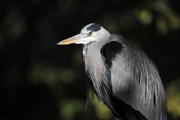 Grey Heron Portrait Night — Stock Photo, Image