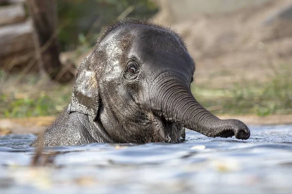 Cute Young Indian Elephant Water — Stock Photo, Image