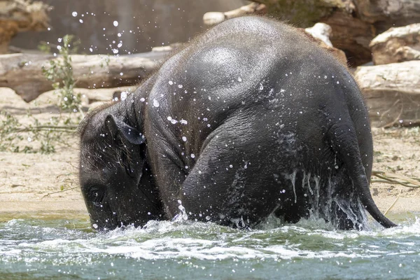 水のかわいい若いインド象 — ストック写真