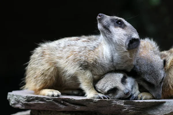 Meerkats Descansando Exhibición Piedra Parque Zoológico Primer Plano — Foto de Stock