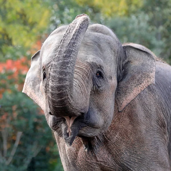 Χαριτωμένο Ινδική Elephant Μοσχάρι Φωνάζοντας Εξωτερικούς Χώρους Γκρο Πλαν — Φωτογραφία Αρχείου