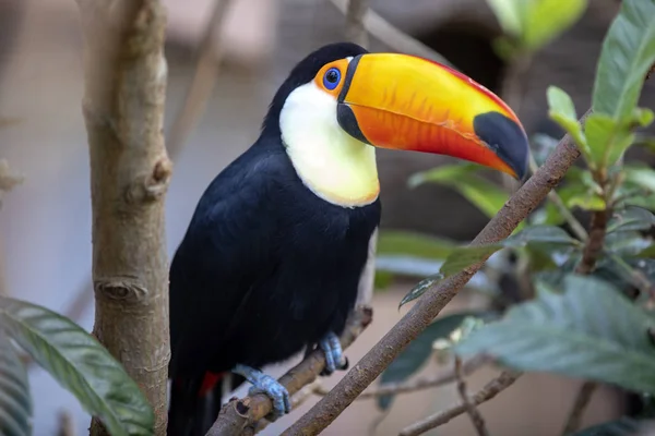 Exotischer Tukan Vogel Hockt Auf Baum Dschungel — Stockfoto