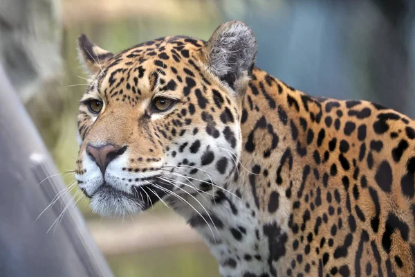 Leopardo Manchado Olhando Para Exterior Retrato — Fotografia de Stock