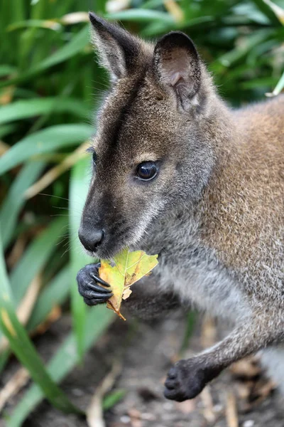 Primer Plano Canguro Wallaby Gris Comiendo Flores Aire Libre —  Fotos de Stock