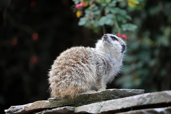 Fluffy Meerkat Sentado Olhando Para Cima Parque Zoológico — Fotografia de Stock