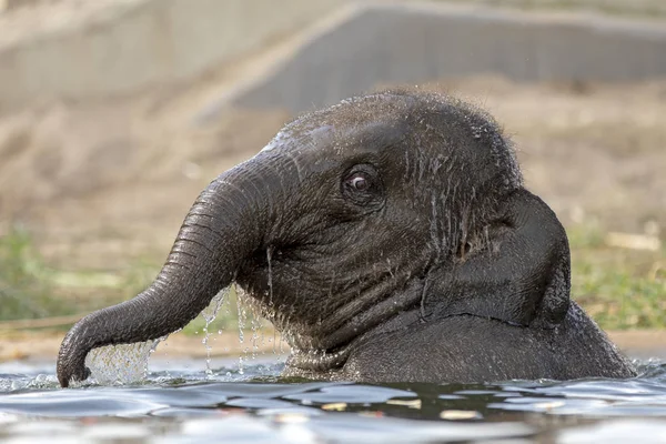 Jeune Éléphant Indien Mignon Baignant Dans Eau — Photo