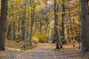 park sonbahar ağaçlarıyla kaplı tarafından sarı yapraklar önden görünümü 