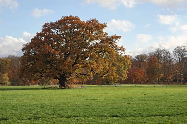 Sonbahar Ağaçlar Arkasında Mavi Gökyüzü Ile Çayır — Stok fotoğraf