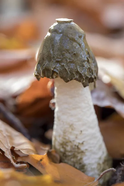 蘑菇在黄色秋天叶附近的选择性焦点 — 图库照片
