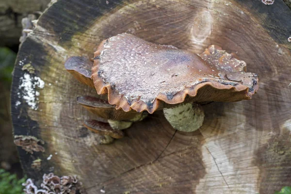 High Angle View Big Mushroom Stump — Stock Photo, Image