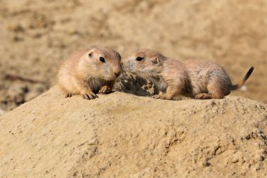Çayır köpekleri öpüşme