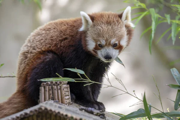 Red Panda Doğada Ağaç Üzerinde Kapat — Stok fotoğraf
