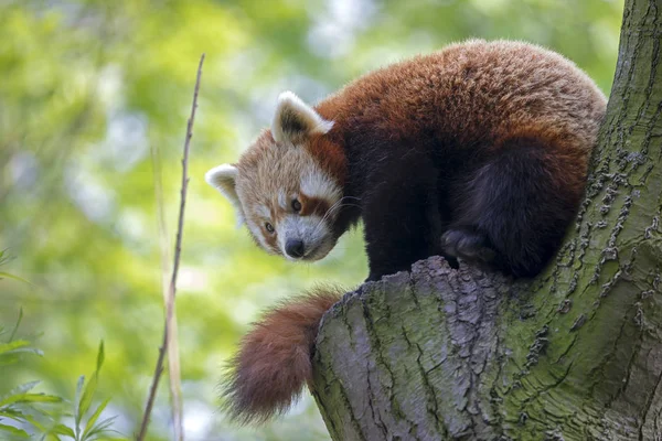 Red panda on tree in nature, close up