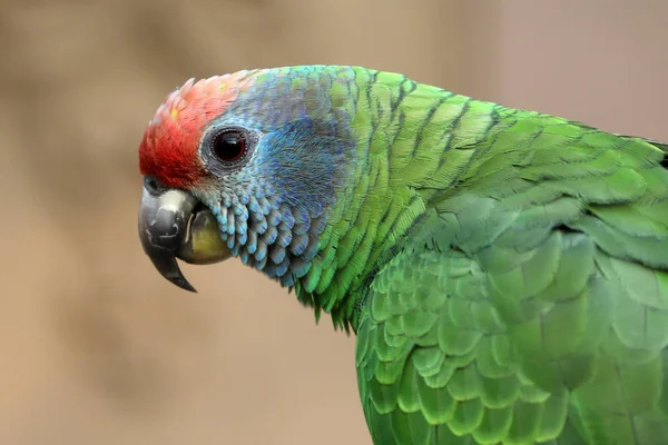 Perfil Loro Guacamayo Escarlata Retrato Aire Libre —  Fotos de Stock