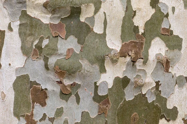 Kamouflage Trädet Bark Bakgrund — Stockfoto