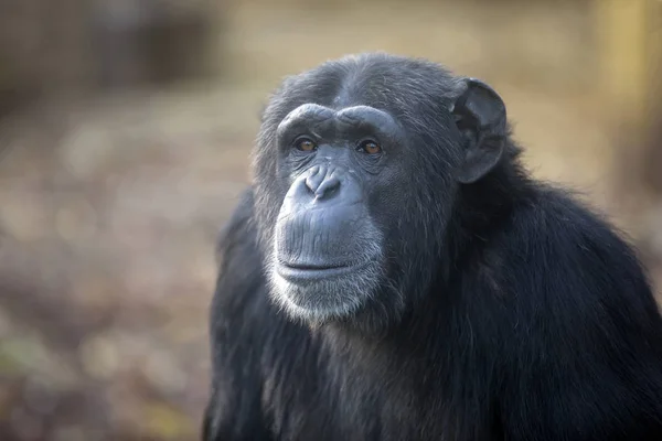 Homme Chimpanzé Portrait Détourné Dans Nature — Photo