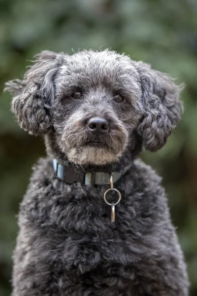 Close Cute Schnoodle Looking Camera — Stock Photo, Image