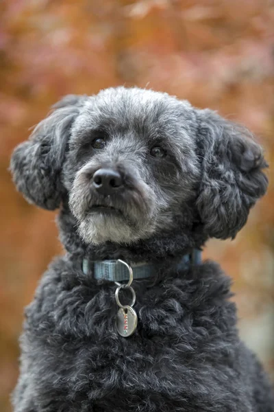 Ładny Szary Schnoodle Jesienny Park — Zdjęcie stockowe