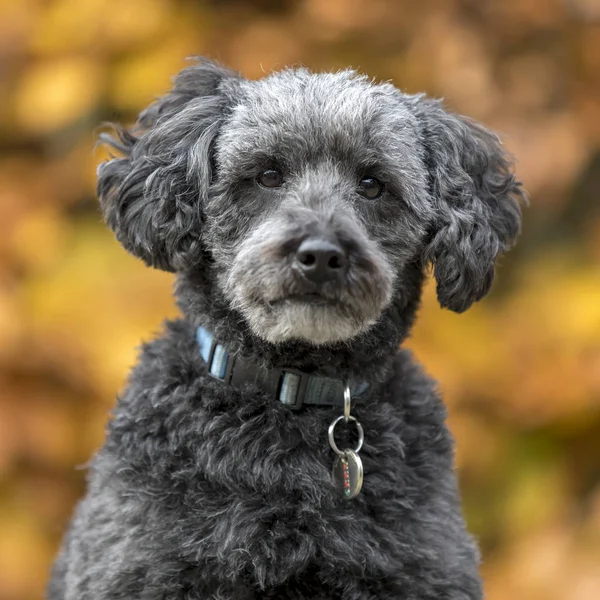 Niedliche Graue Nudel Herbstpark — Stockfoto