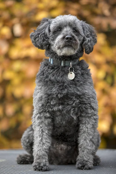 Leuke Grijze Schnoodle Zitten Herfst Park — Stockfoto