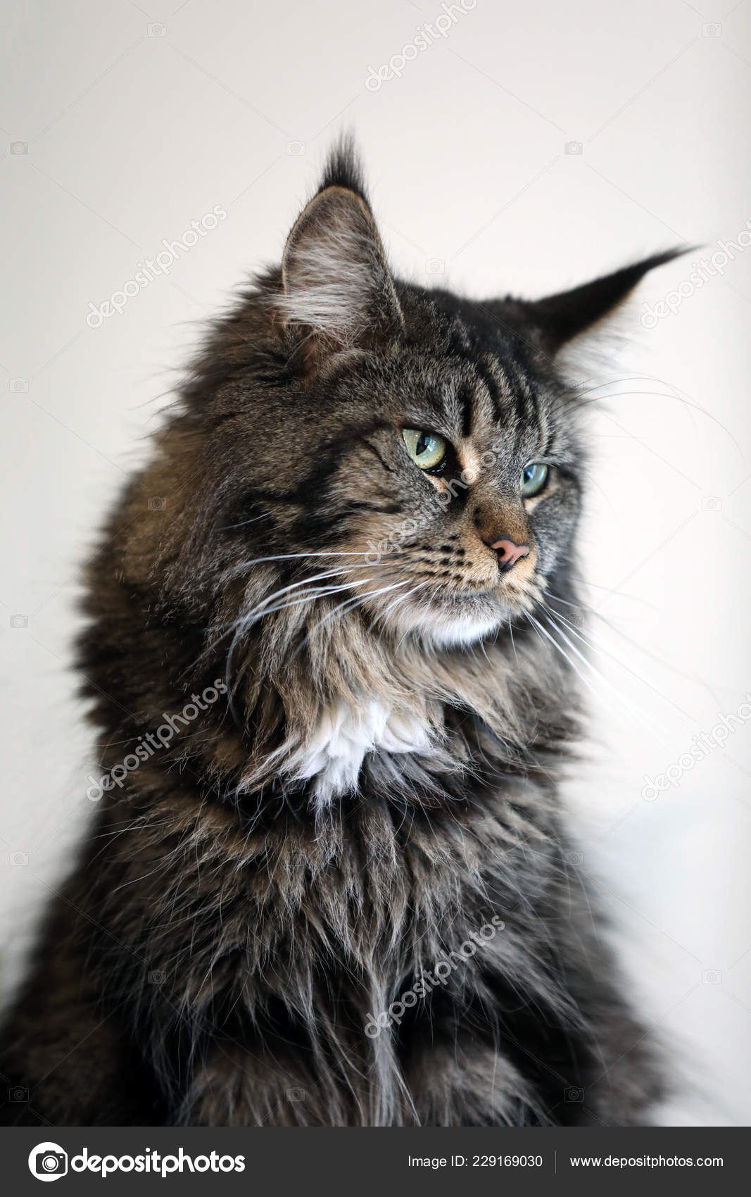 Tabby Domestic Long Haired Cat Looking Away — Stock Photo © EBFoto