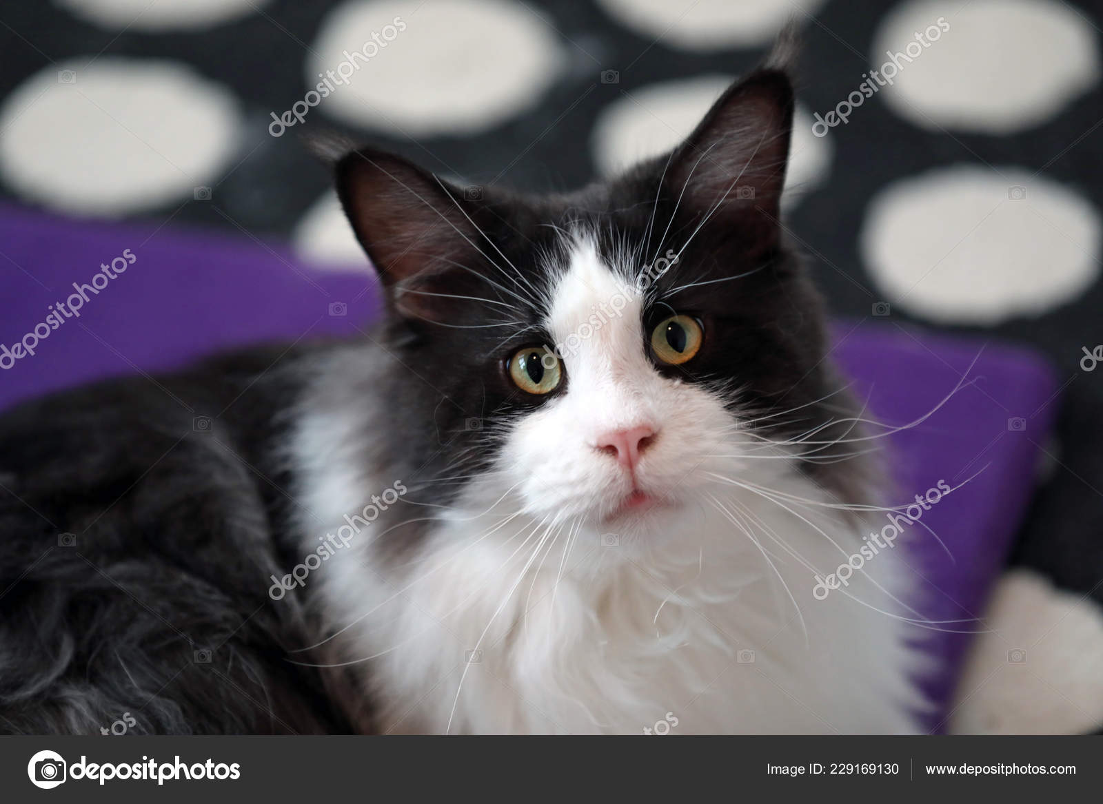 Black White Domestic Long Haired Cat Looking Camera Stock Photo