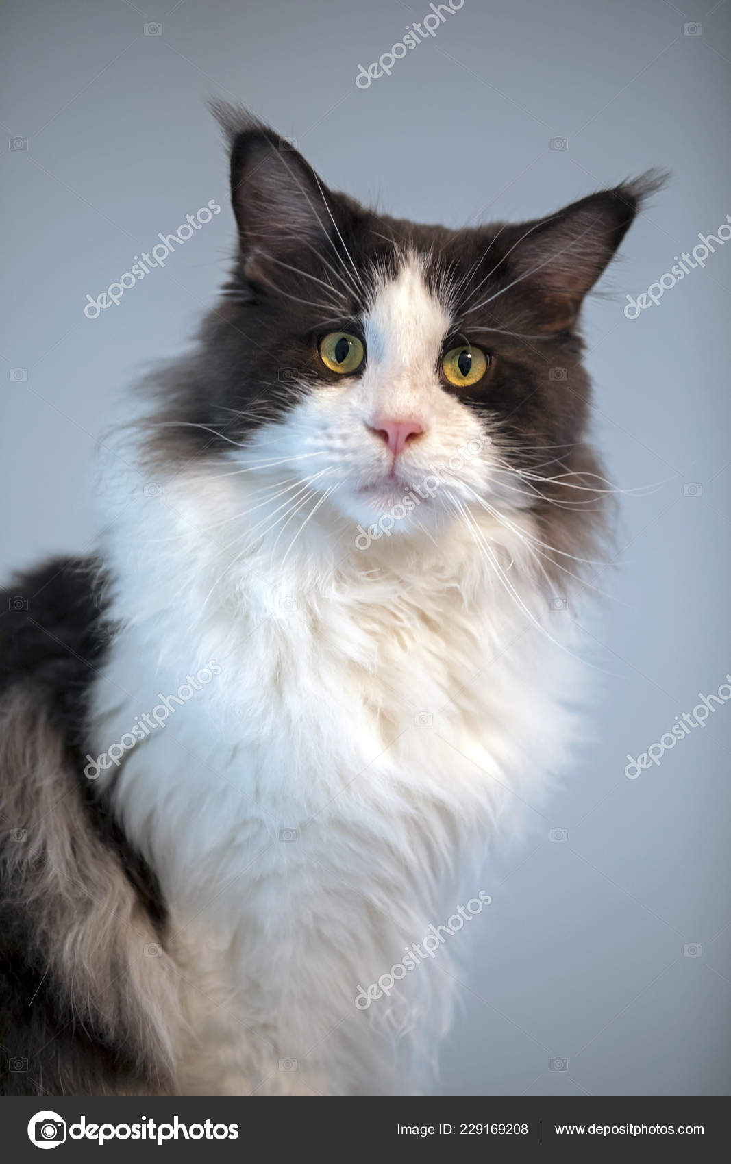 Black White Domestic Long Haired Cat Looking Camera Stock Photo by ©EBFoto  229169208